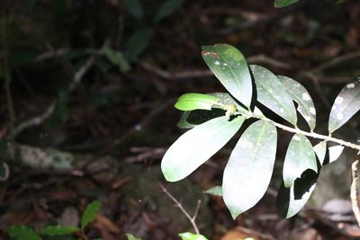 Baloghia inophylla, photographed by Greg Tasney