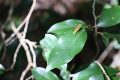 Cryptocarya erythroxylon, photographed by Greg Tasney
