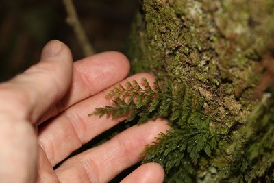 Abrodictyum caudatum, photographed by Greg Tasney
