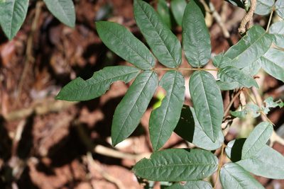 Austrosteenisia glabristyla, photographed by Greg Tasney