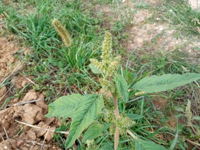 Amaranthus retroflexus, photographed by Josep Gesti