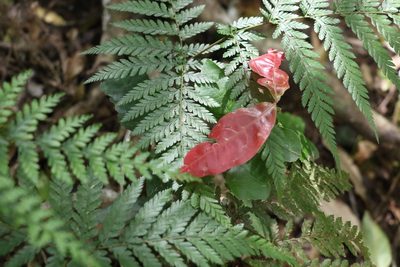 Arytera distylis, photographed by Greg Tasney