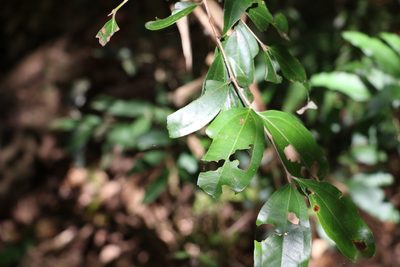 Rhodamnia argentea, photographed by Greg Tasney