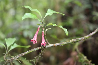 Alseuosmia macrophylla, photographed by Andy McKay
