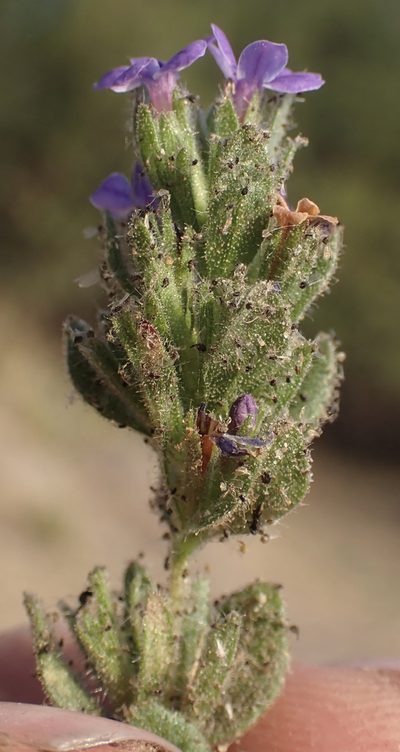 Hygrophila abyssinica, photographed by National Geographic Okavango Wilderness Project