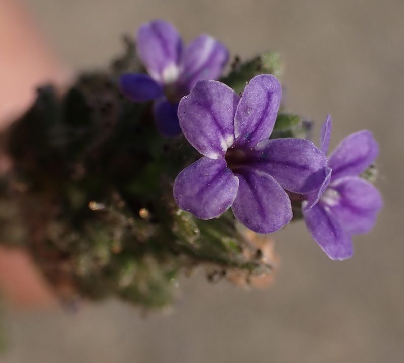Hygrophila abyssinica, photographed by National Geographic Okavango Wilderness Project