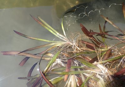 Vallisneria spiralis, photographed by National Geographic Okavango Wilderness Project