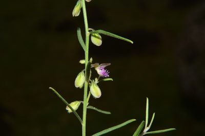 Polygala erioptera, photographed by S.MORE