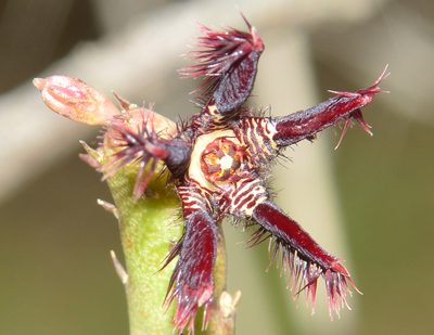 Caralluma adscendens, photographed by S.MORE