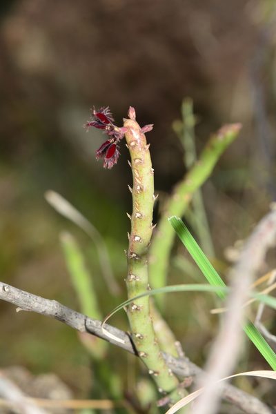 Caralluma adscendens, photographed by S.MORE