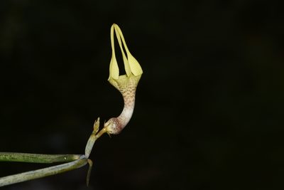 Ceropegia juncea, photographed by S.MORE