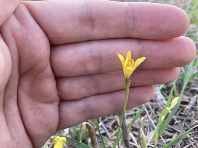 Narcissus cavanillesii, photographed by Marc Riera