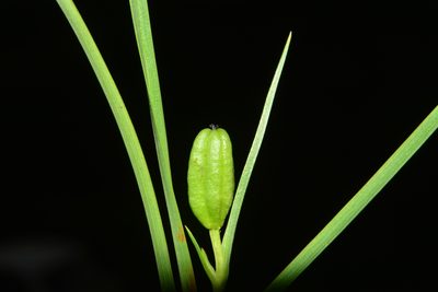 Iphigenia magnifica, photographed by S.MORE