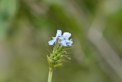 Lavandula bipinnata, photographed by S.MORE