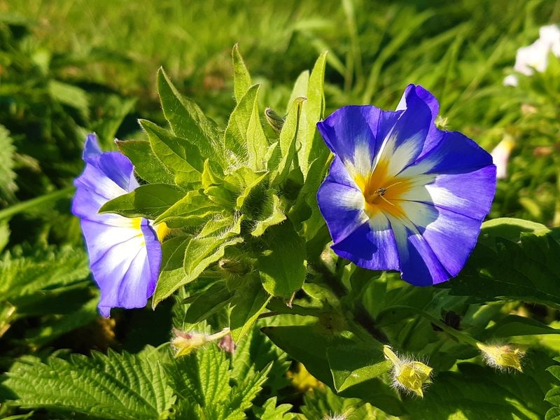 Convolvulus tricolor, photographed by Martin Scheuch