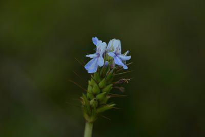Lavandula bipinnata, photographed by S.MORE