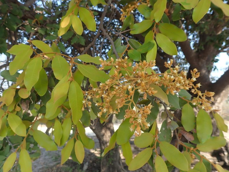 Parinari curatellifolia, photographed by National Geographic Okavango Wilderness Project