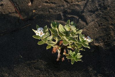 Tournefortia sibirica, photographed by Oleg Kosterin