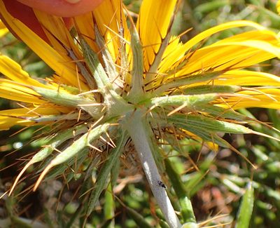 Berkheya angustifolia, photographed by Nicola van Berkel