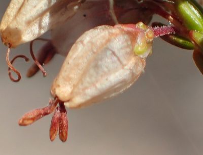 Erica rosacea, photographed by Nicola van Berkel