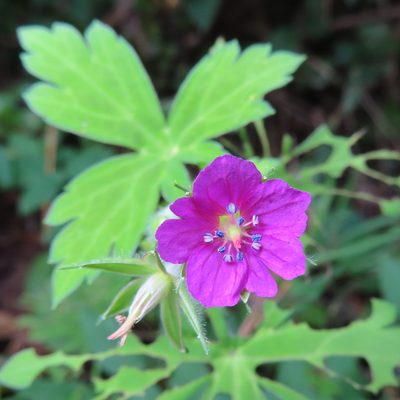 Geranium thunbergii, photographed by Timur Kalininsky