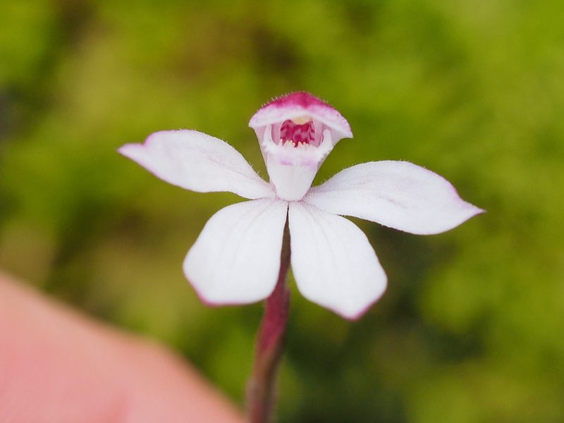 Caladenia cracens, photographed by Jesse de Vries
