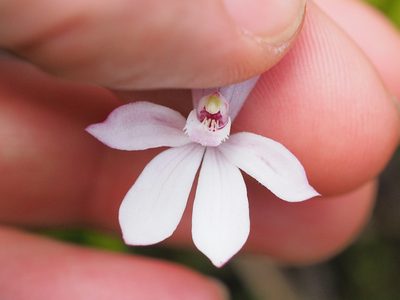 Caladenia cracens, photographed by Jesse de Vries