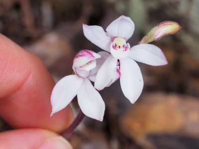 Caladenia cracens, photographed by Jesse de Vries