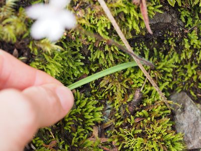 Caladenia cracens, photographed by Jesse de Vries
