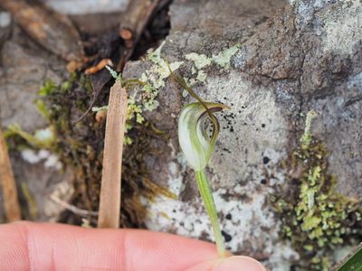 Pterostylis pedunculata, photographed by Jesse de Vries