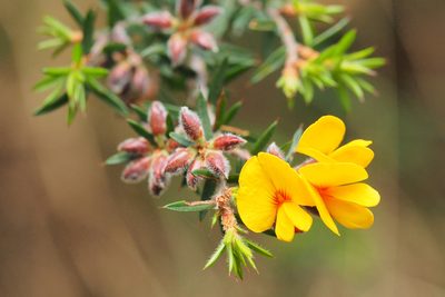 Pultenaea juniperina, photographed by Jesse de Vries
