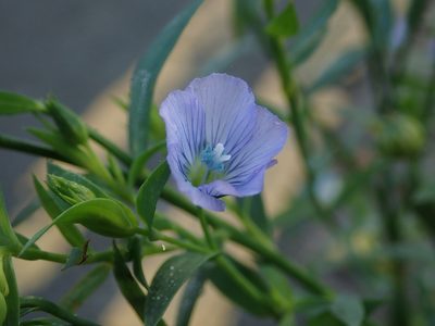 Linum usitatissimum, photographed by Daniel Cahen