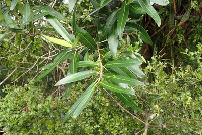 Nestegis lanceolata, photographed by Oscar Dove