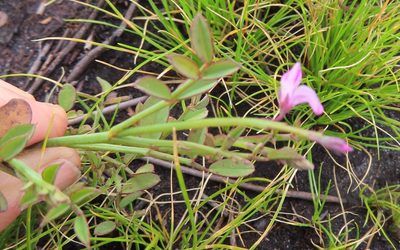 Indigofera ionii, photographed by linkie