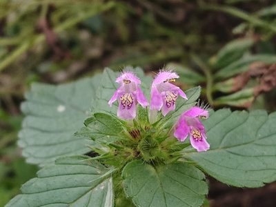 Galeopsis tetrahit, photographed by Camilla Lund Kristensen
