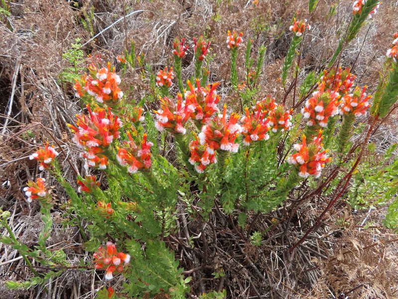Mimetes capitulatus, photographed by linkie