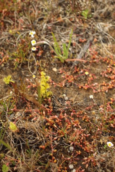 Drosera ramellosa, photographed by Em Lamond