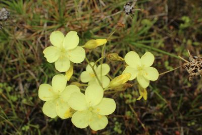 Drosera subhirtella, photographed by Em Lamond