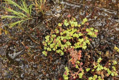 Hydrocotyle alata, photographed by Em Lamond