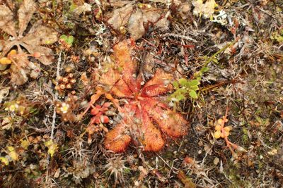 Drosera bulbosa, photographed by Em Lamond