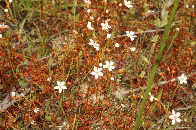 Drosera yilgarnensis, photographed by Em Lamond