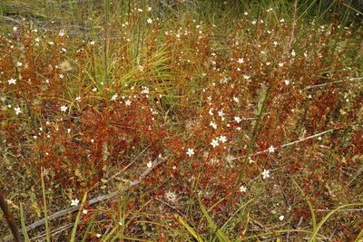 Drosera yilgarnensis, photographed by Em Lamond