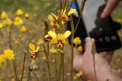 Diuris picta, photographed by Em Lamond