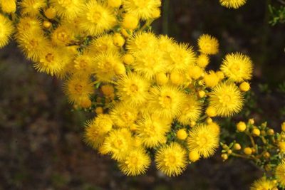 Verticordia chrysantha, photographed by Em Lamond