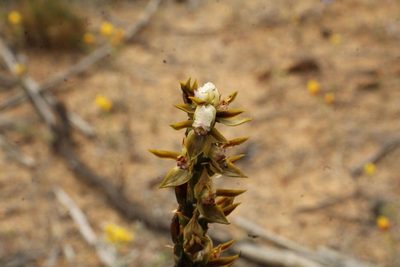 Prasophyllum sargentii, photographed by Em Lamond