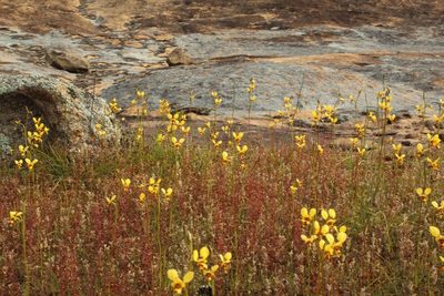 Diuris picta, photographed by Em Lamond