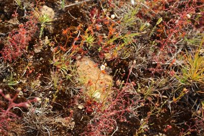 Drosera yilgarnensis, photographed by Em Lamond