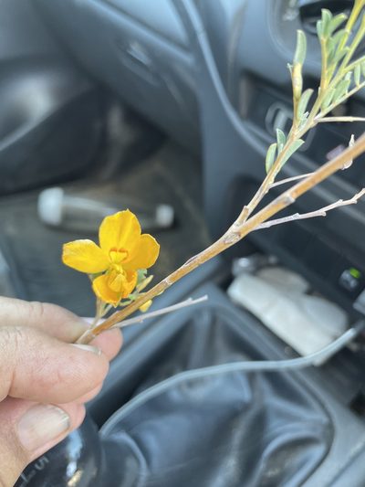 Petalostylis cassioides, photographed by Tony Eales
