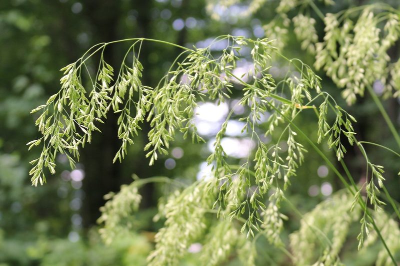 Festuca altissima, photographed by Юрий Данилевский (Yuriy Danilevsky)