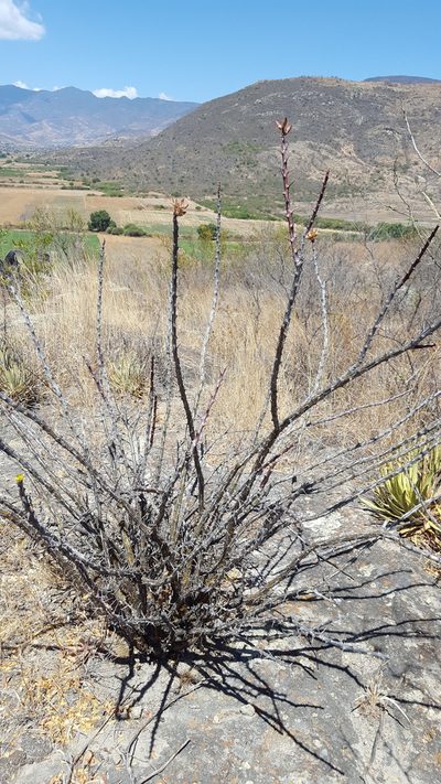 Fouquieria formosa, photographed by Eugenio Padilla